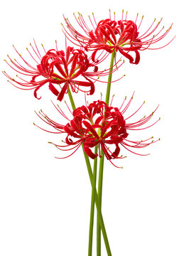 red spider lily, hurricane lily, cluster amaryllis. AI generated image. PNG