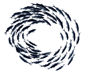 Isolated School of Fish Swirling