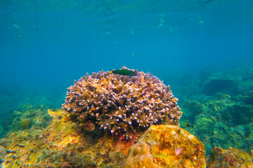 Underwater coral reef. View swim float, habitat of biocenosis of exotic marine tropical animals