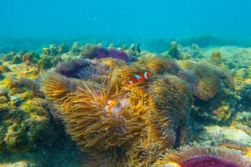 Three Clown fish Amphiprion ocellaris swim fish in polyps poisonous dangerous anemones in symbiotic...