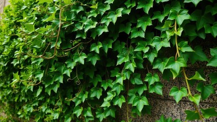 Obraz premium A lush green ivy plant with curled tendrils and leaves stretching towards the camera, botany, green ivy, nature