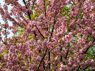 Spring blossom sakura tree pink flowers