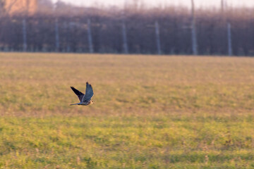 Gheppio, falco tinnunculus, ultime battute di caccia al tramonto.