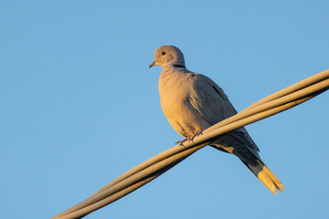 Tortora da collare, Streptopelia decaocto, al tramonto.