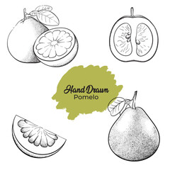 Line sketch illustration of pomelo fruit. Hand drawn pomelo.
