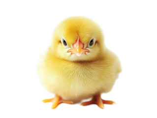 Isolated Cute Baby Chick Close-up