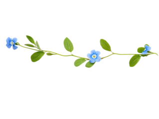 Isolated Blue Vinca Flower Vine