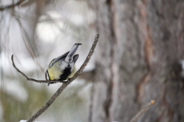 A titmouse sits on a branch in the park. Winter time.