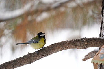Naklejka premium A titmouse sits on a branch in the park. Winter time.
