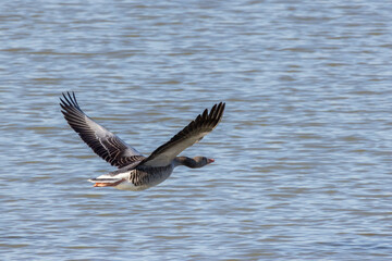 Oca selvatica, anser anser, in volo.