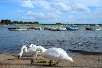 mute swans cygnus olor in the harbour at Emsworth Hampshire England with boats in the sea in the background