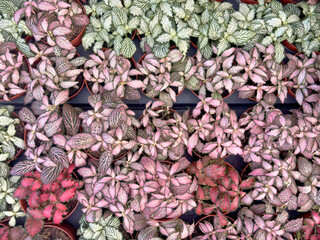 piante decorative colorate, decorative colorful plants