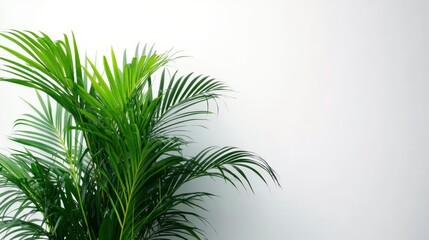Obraz premium Lush Green Palm Plant Against White Background