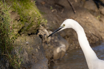 Garzetta a caccia di pesci nel rio vicino casa.