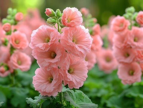 Delicate pink hollyhock blooms in a garden setting with blurred background