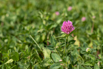 Vibrant Pink Clover Flower Surrounded by Green Foliage in a Natural Setting