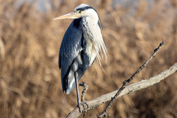 Airone cinerino nel freddo inverno all'oasi naturalistica di Manzolino.	
