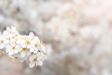 Delicate white blossoms in soft focus with natural bokeh effect