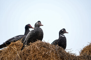 Ducks, a group of ducks resting in the village, domestic village geese