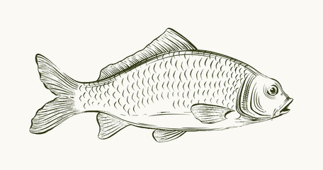 Obraz premium sketch illustration of carp fish, freshwater fish. suitable for restaurant menu and fishery designs.