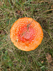 Amanita muscaria on a background of grass, top view.