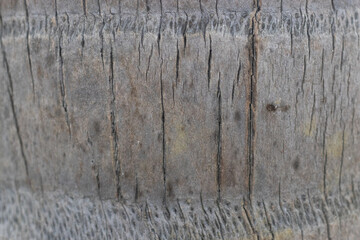 Fototapeta premium Coconut tree background pattern close up shot