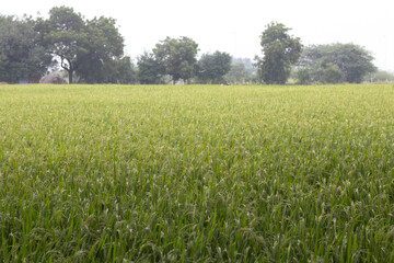 Wide angle shot of cultivation stage paddy crop