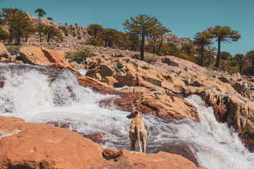 Perro galgo mirando saltos de cascada y rio en bosque de araucarias