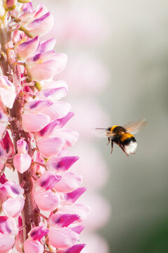 Abejorro volando alrededor de flores lupinos