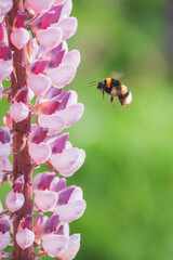 Abejorro volando alrededor de flores lupinos