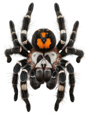 Isolated Brazilian Black and White Tarantula