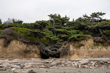 Tree Of Life Clings To The Rocky Cliffs Along Kalaloch Beach In Olympic