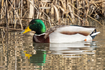 Obraz premium Germano reale nell'oasi naturalistica di Manzolino.