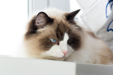 Portrait of a beautiful Ragdoll cat in a home environment