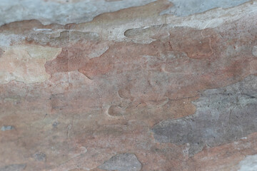 Guava tree pattern closeup shot