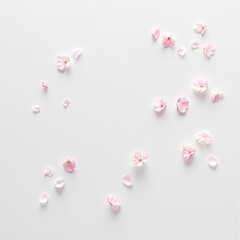 Cherry blossom petals scattered on white background, Japanese, season