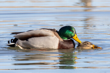 Germano reale nell'oasi naturalistica di Manzolino.