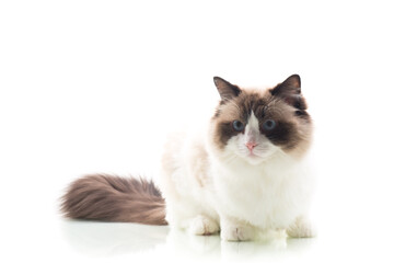 Fluffy Ragdoll pet with expressive look, isolated on white background