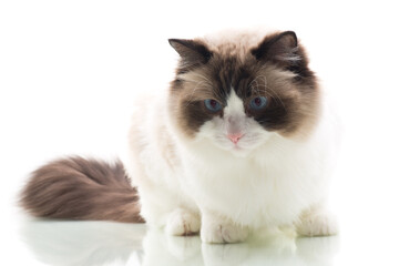 Studio portrait of domestic Ragdoll cat, isolated on white background
