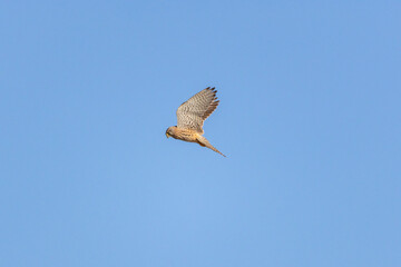Gheppio in caccia all'oasi naturalistica di Manzolino.