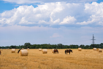 Landscape with horses in the field. Horses graze in a mown wheat field next to stacks of straw.