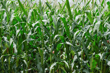Obraz premium Close-up of corn. Plantation of corn fields on the background of blue sky.