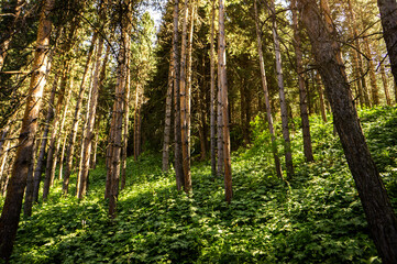 Views of nature and mountains on a popular hiking route in the mountains not far from Almaty. Summer landscapes in the mountains.