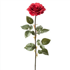 Red rose in a white background.