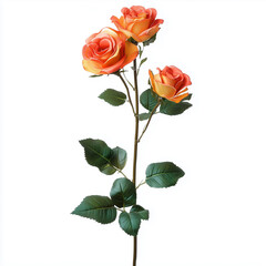 Flower with white background.