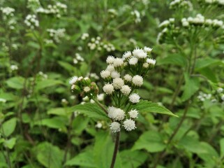 Ageratum conyzoides billygoat weed, goatweed, whiteweed, mentrasto flower and leaf