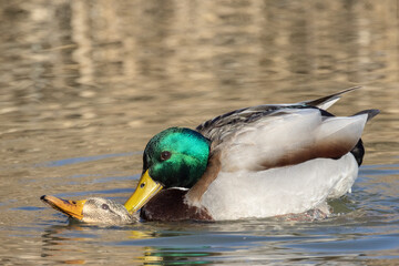 Germano reale nell'oasi naturalistica di Manzolino.