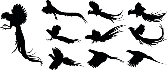 Silhouettes of Flying Ring-Necked Pheasants, and Golden Pheasants. Wildlife Bird Illustration