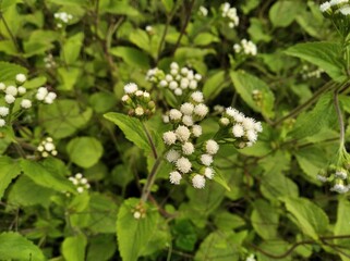 Mentrasto Ageratum conyzoides chick weed, goatweed, whiteweed flower tree plant