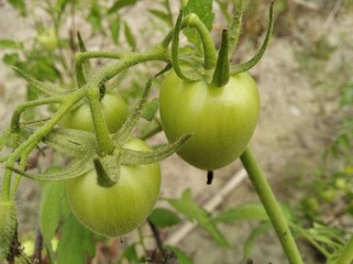 Organic Solanum lycopersicum tomato tree plants